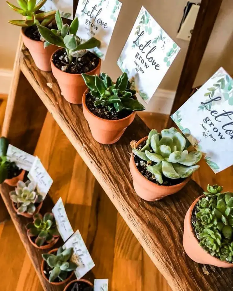 Succulent favors in terracotta pots
