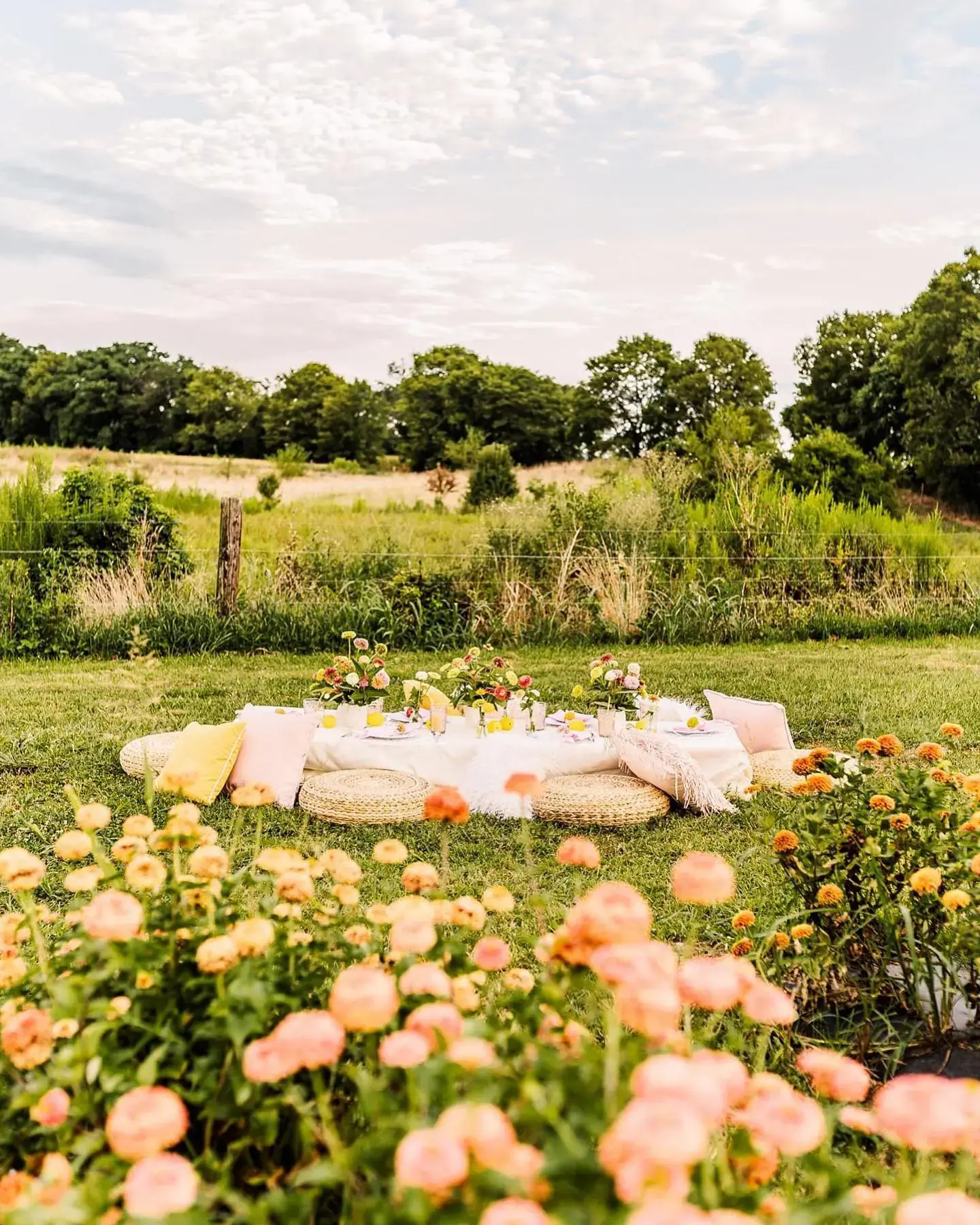 Peony field, set for supper